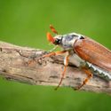 insects, insect water needs, hydration, water sources | The 71 Percent | Indiana American Water